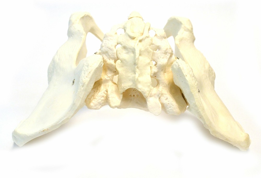 Eisco Labs Human Female Pelvis Model - Life Size 3D Rendering