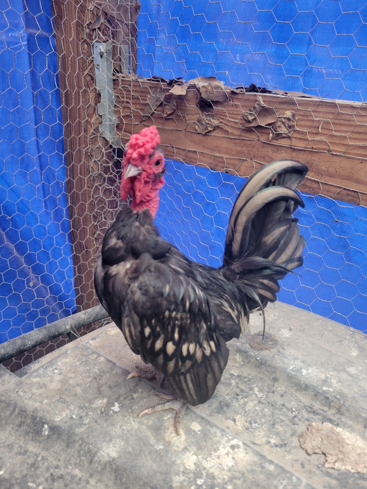 High-End Kikiriki Hatching Eggs – 6 Count (Extras Included When Available)