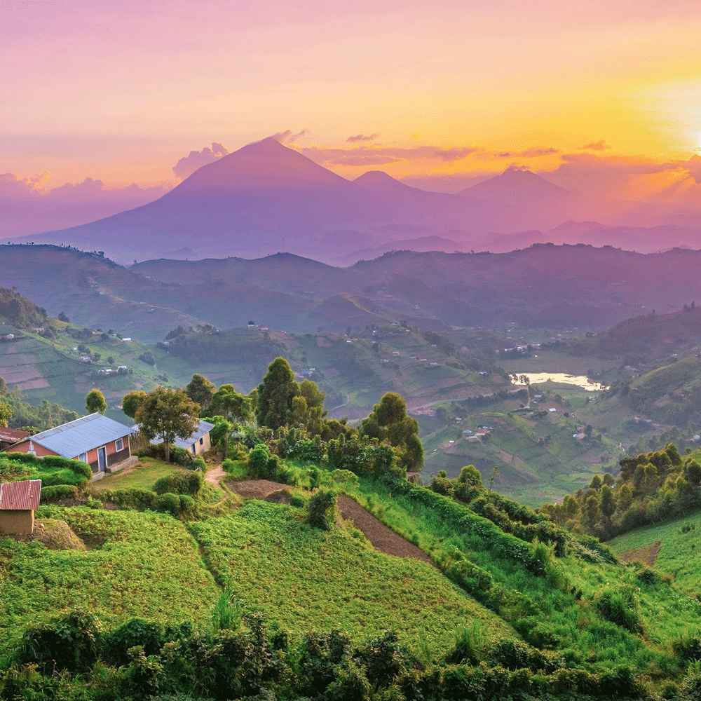 Brazilian JAZBLU Coffee Beans Peaberry Medium Roasted 2 ,5, 7 & 10/ 1 Pound Bag