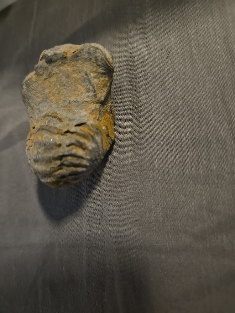 trilobite fossil Small