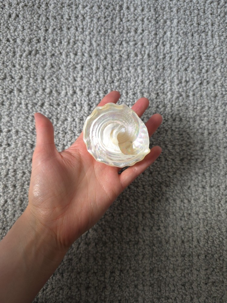 Iridescent Seashell Decorative Accent - Pearl White