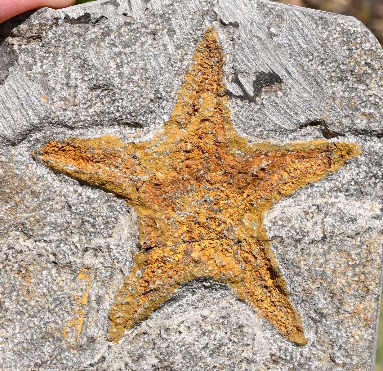 Ordovician Plate with an Asteroidea, from Morocco #2