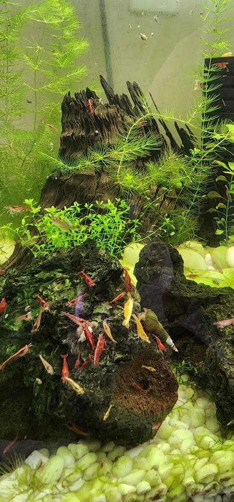 Aquarium plants