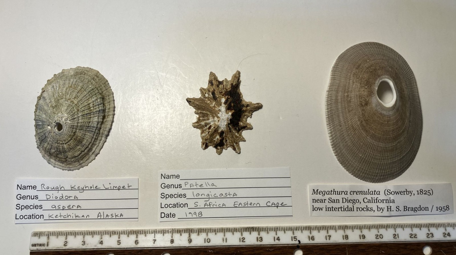 Limpets. 3 species. Diadora sp., Patella sp., Megathura crenulata. Great Shape