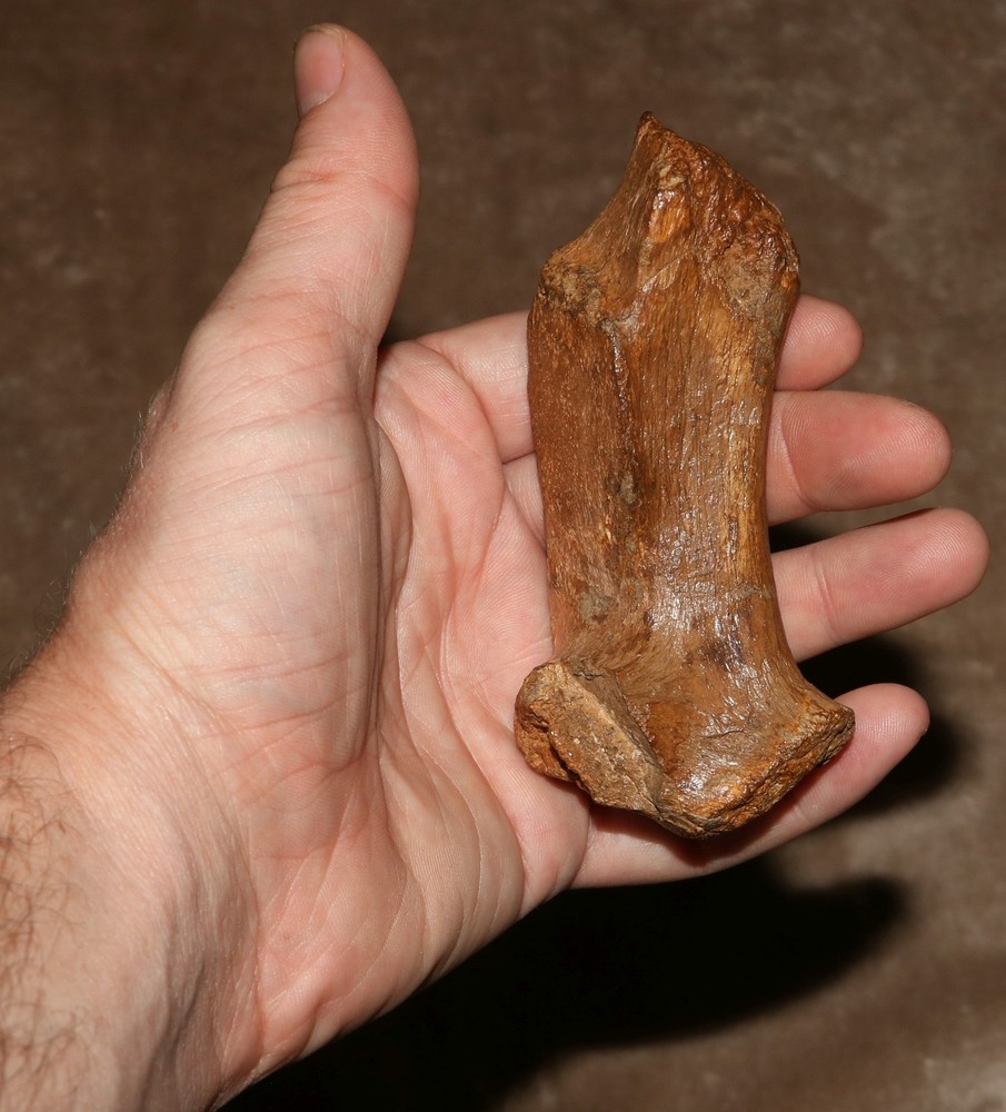 Vertebra Process - Authentic Dinosaur Fossil - Hell Creek Formation Cretaceous