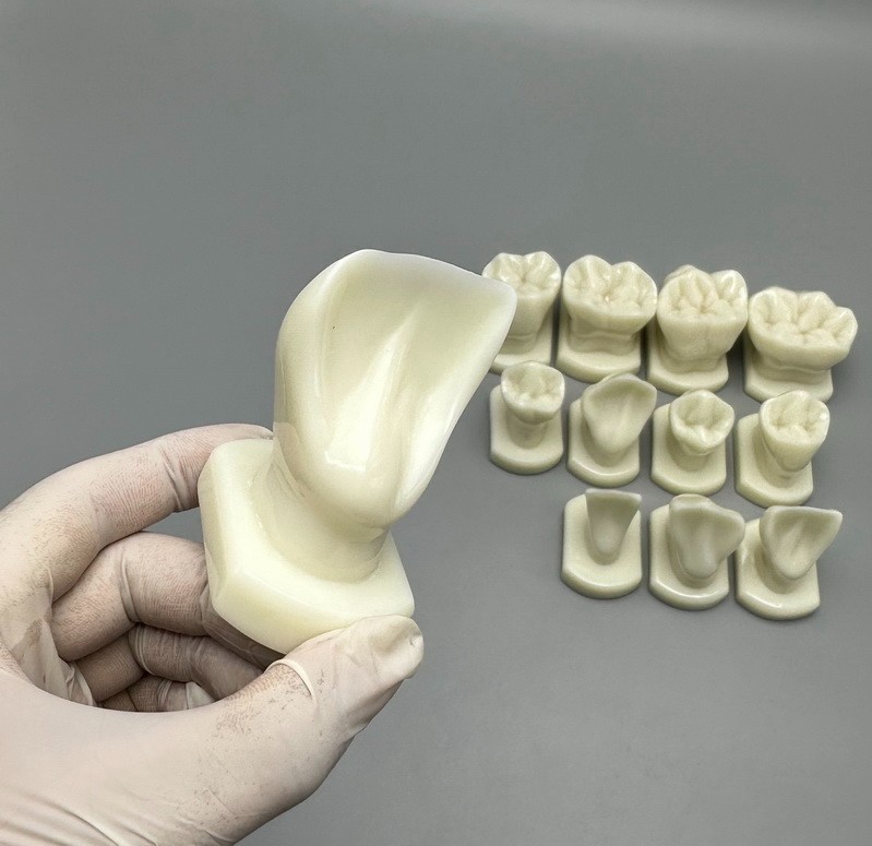 Comparison Carving Permanent Tooth Model Student Practice Study Tools