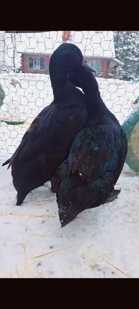 12 duck hatching eggs| Lay Eggs Everyday