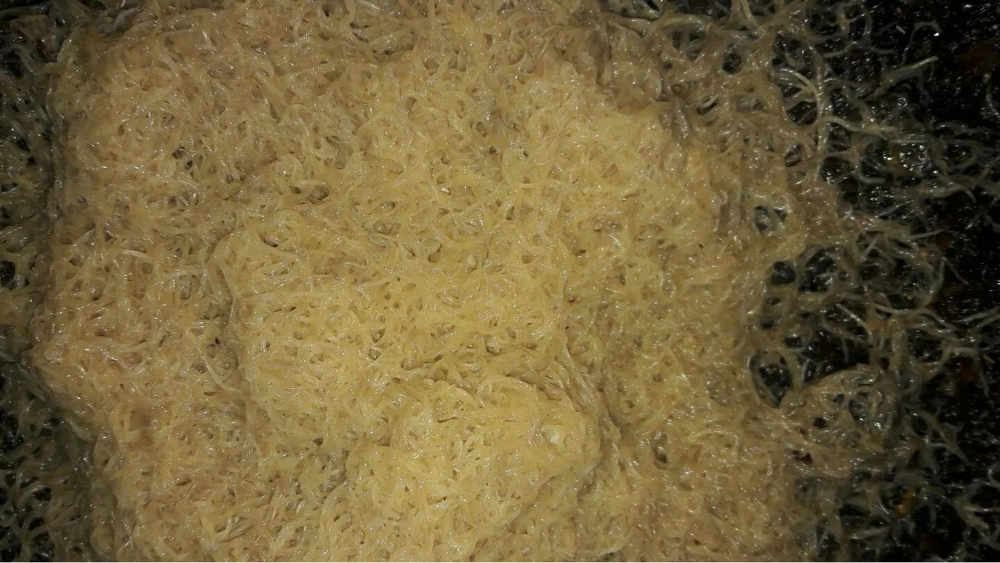 White worm Starter culture Organic fish/frog/newt food FREE SHIPPING!