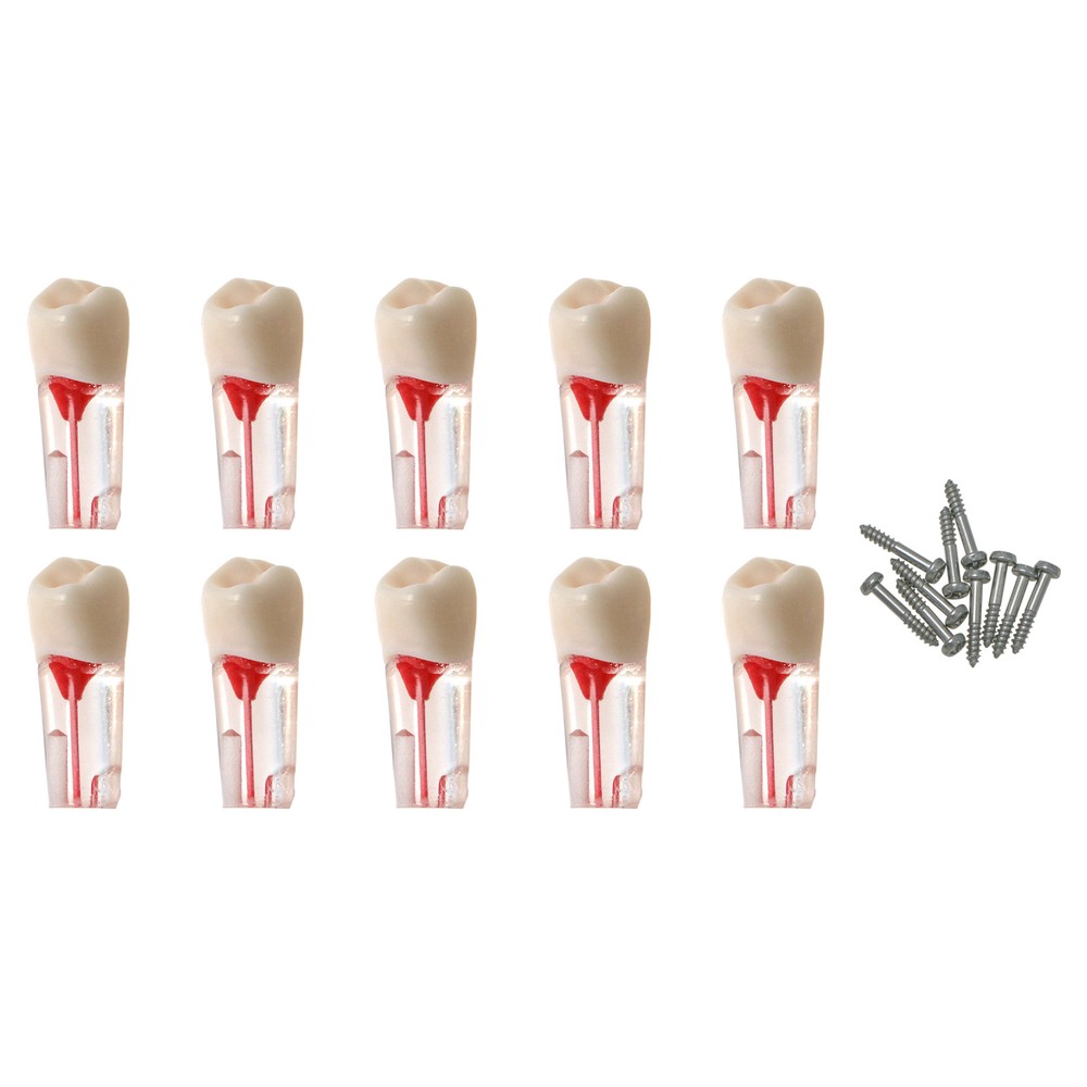 10PCS Root Canal Dental Study Model RCT Practice Typodont Model Teeth Tool