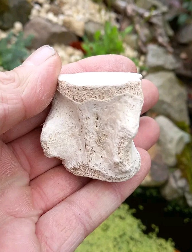 Fossil Bone Dolphin Vertebra - Florida Bone Valley~ Pleistocene