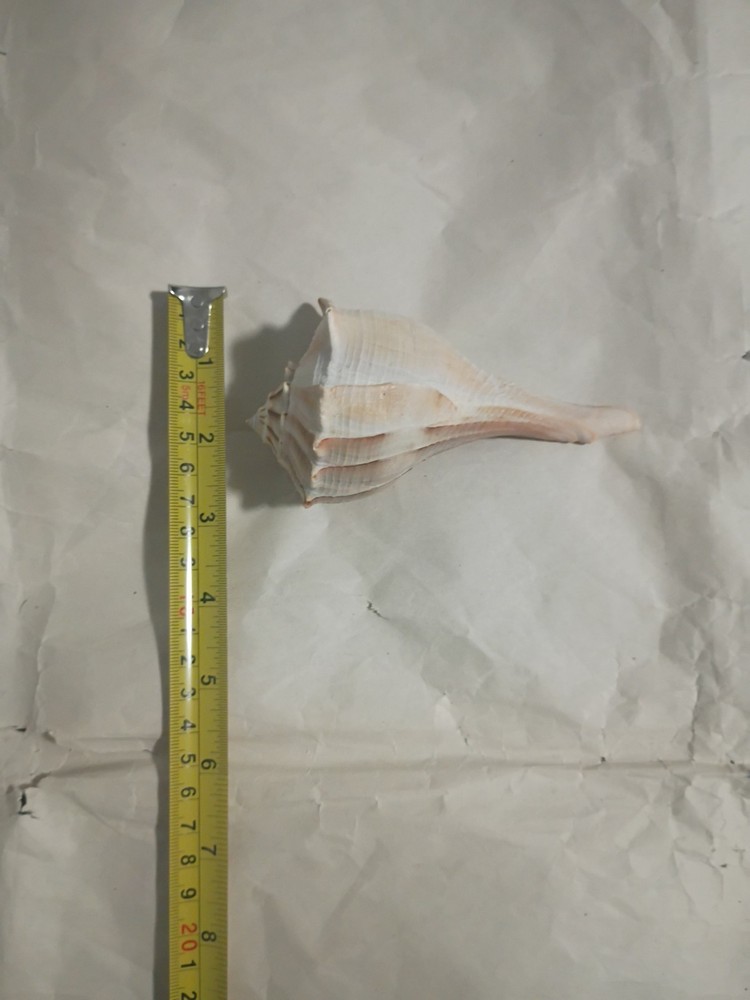 Lightning Whelk Shell