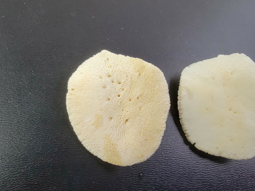 Gator ALLIGATOR BACK SCUTE bone bones BONY skutes croc weird OSTEODERMS CLEAN