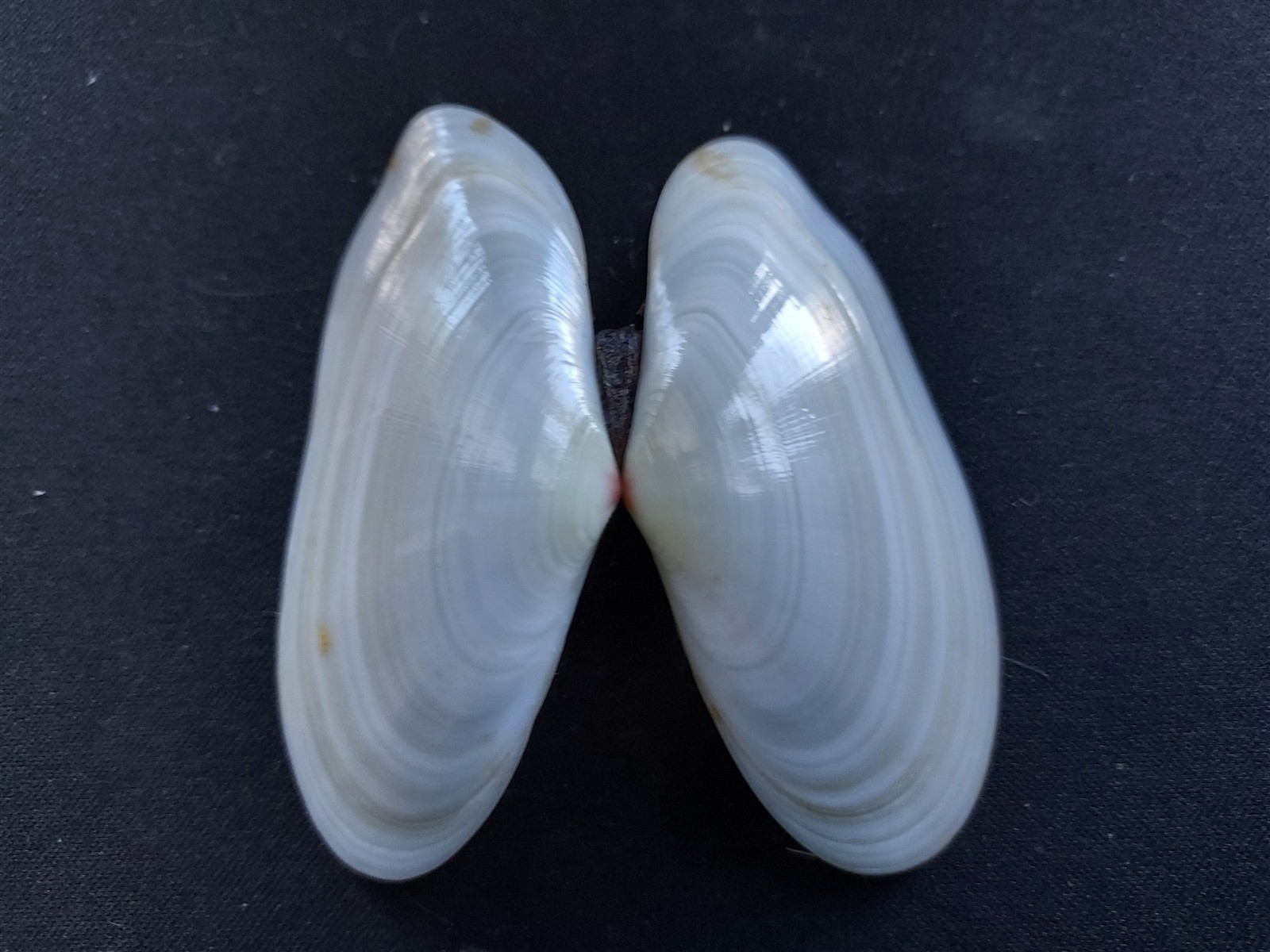 #J400 Beautiful pair of clam shells, approx. 66mm