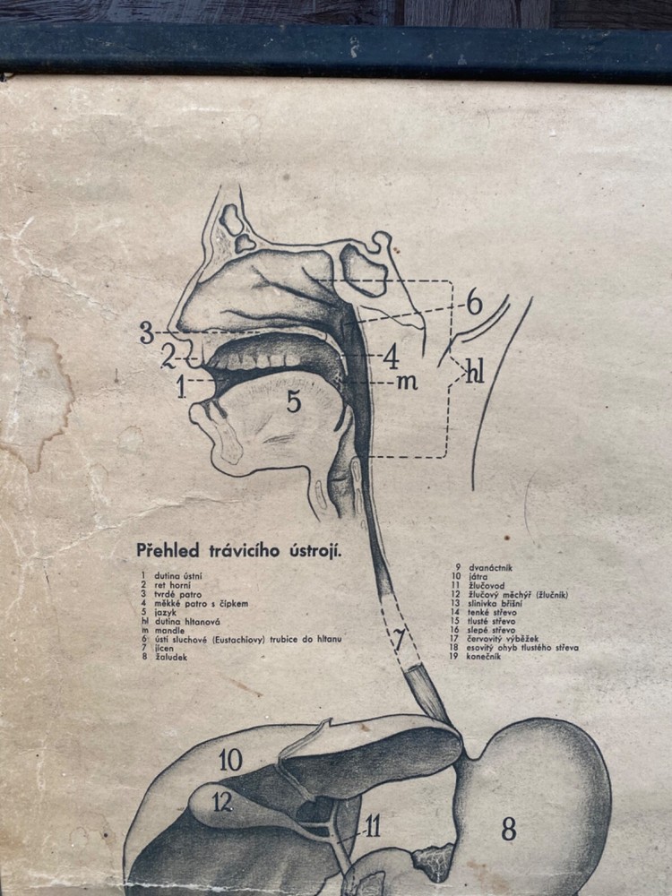 Original 1950s anatomical school chart human teeth & digestive system