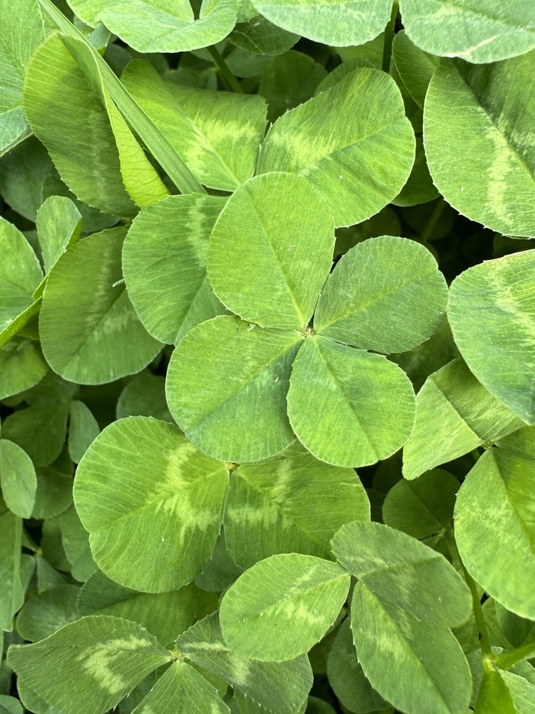 Genuine Real Laminated Four Leaf Clover 🍀