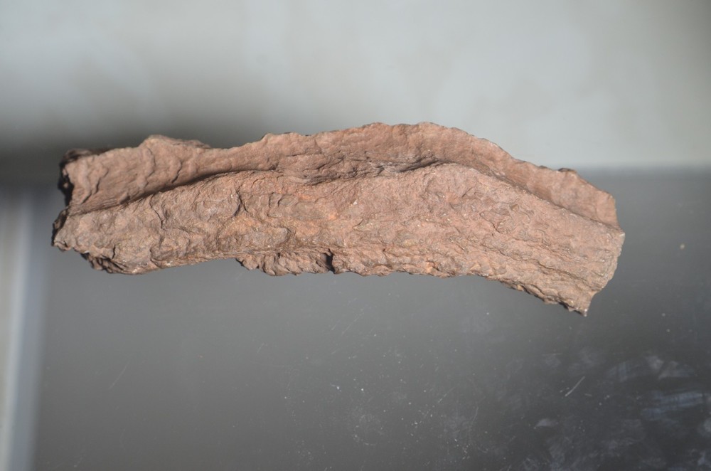 fossilized tube worm Utah