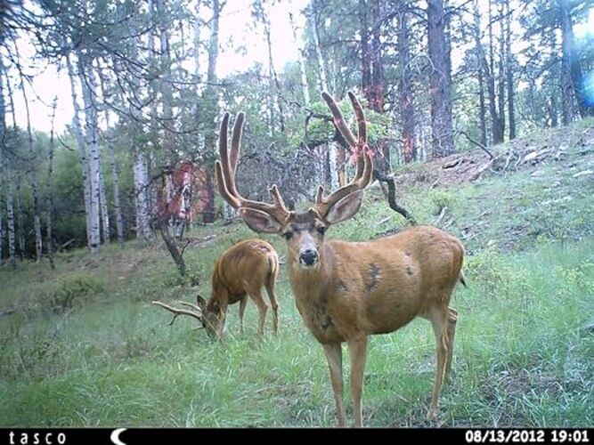 12MP Trail Camera with Low Glow Infrared Flash