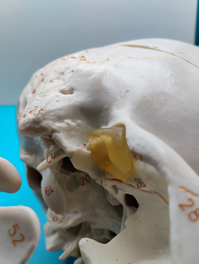Human Skull Anatomical Model Moveable Jaw Numbered