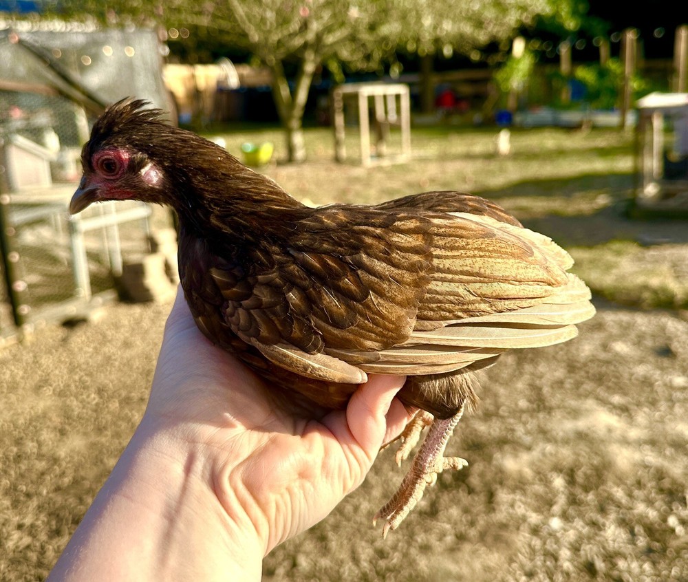 kikiriki hatching eggs 6++ PLEASE READ THE DESCRIPTION