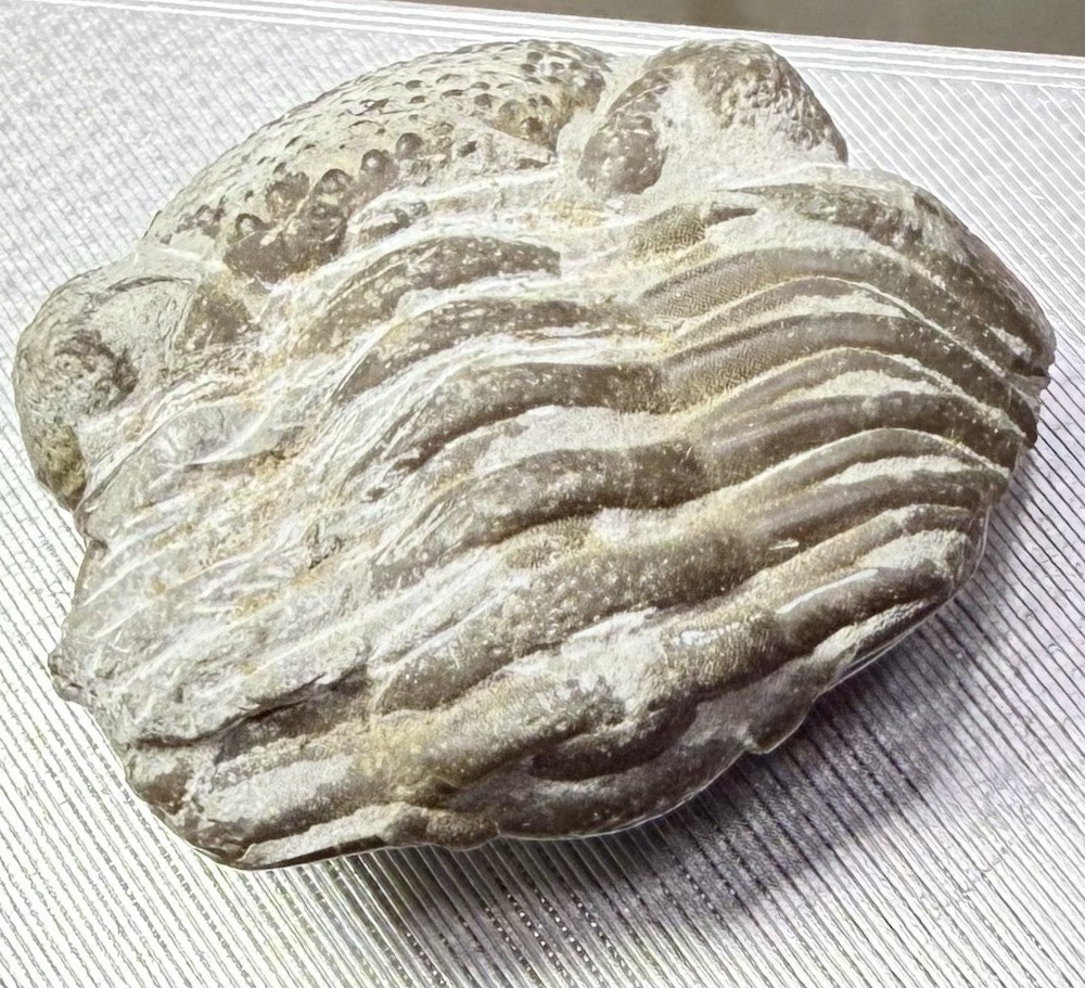PREP PROJECT Phacops Trilobite ~ Silica Formation ~ Ohio ~ Devonian Period