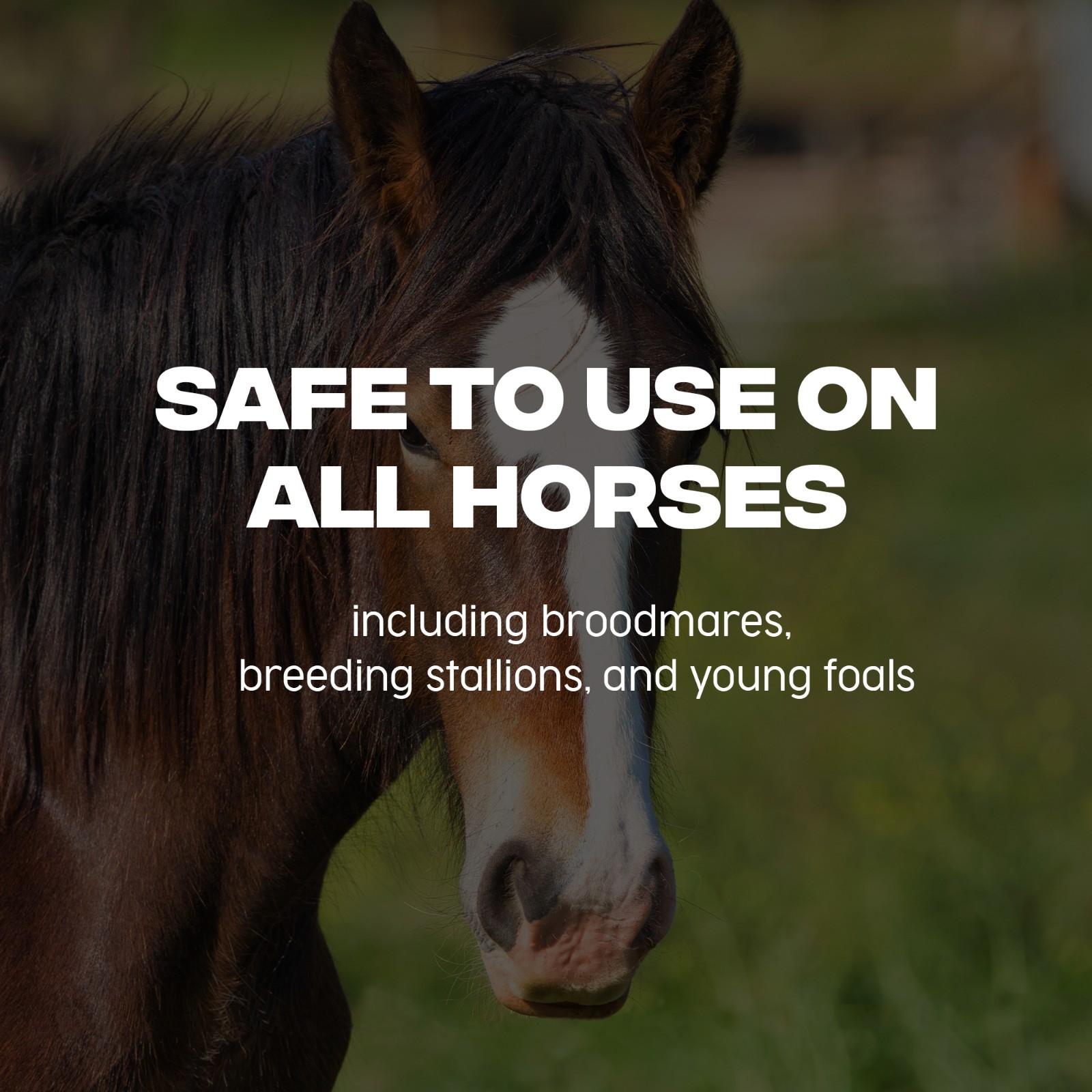 10 Pack Horse Dewormer Paste Apple Flavor Exp 04/2026 Near Expiry