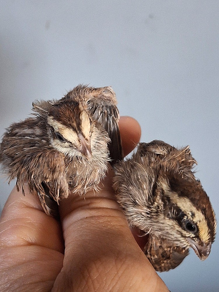 8 Jungle bush quail hatching eggs