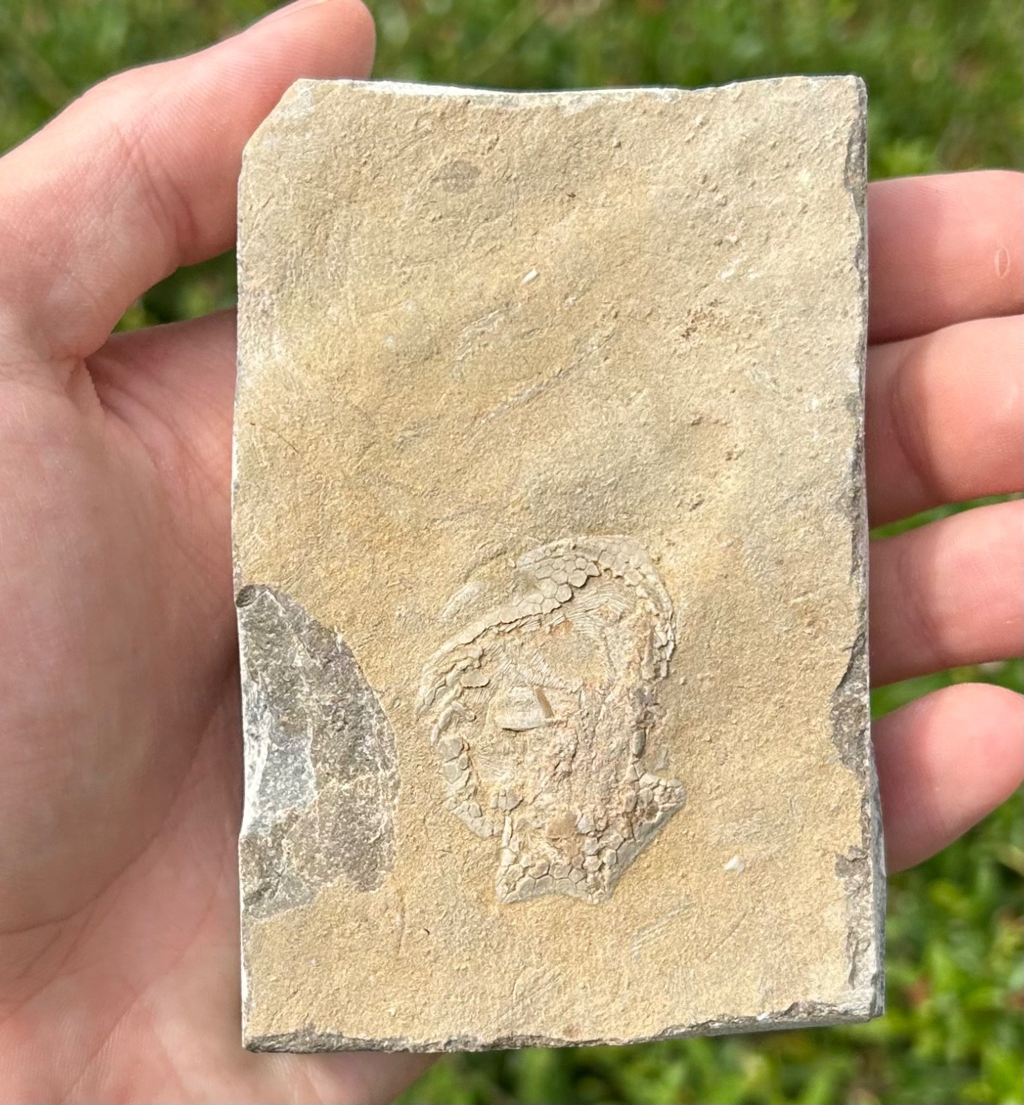 Alabama Fossil Edrioasteroid Hypsiclavus huntsvillensis Bangor Limestone Fm