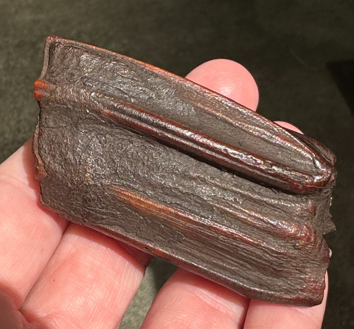 FOSSIL HORSE TOOTH EQUUS FLORIDA SUWANNEE RIVER ICE AGE fossilized specimen gift