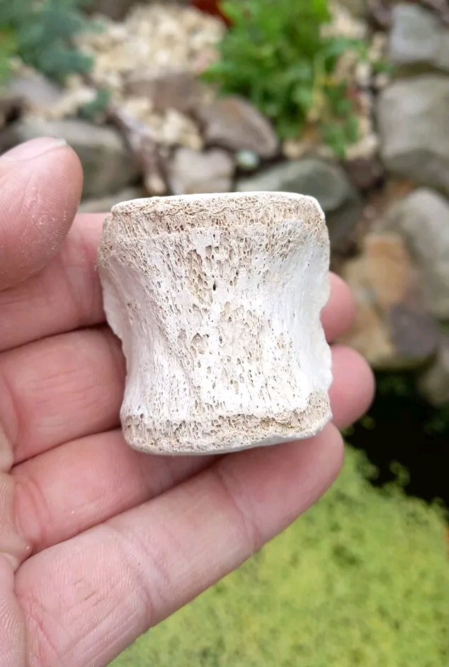 Fossil Bone Dolphin Vertebra - Florida Bone Valley~ Pleistocene