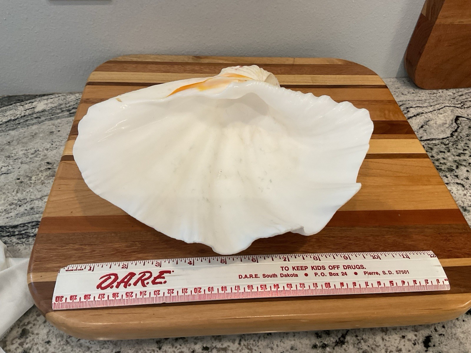 Large Natural Clam Shell Lot Of 3