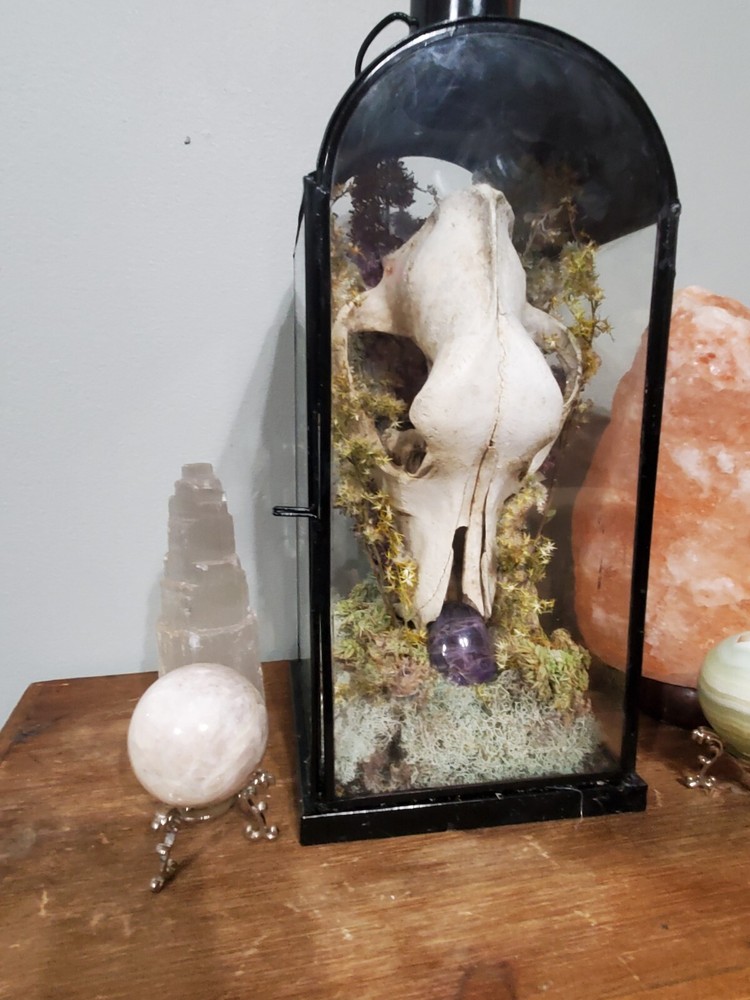 K9 skull English mount