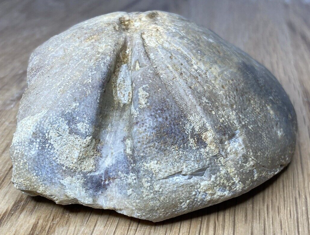 Fossil Specimen, Echinoid, Clypeus Ploti, 101mm