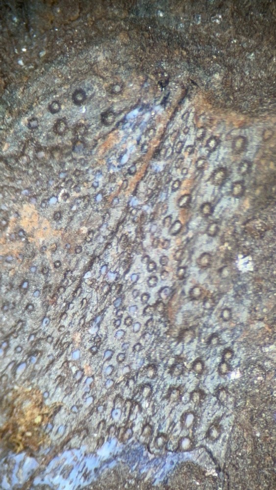 Fossil Placoderm Pieces