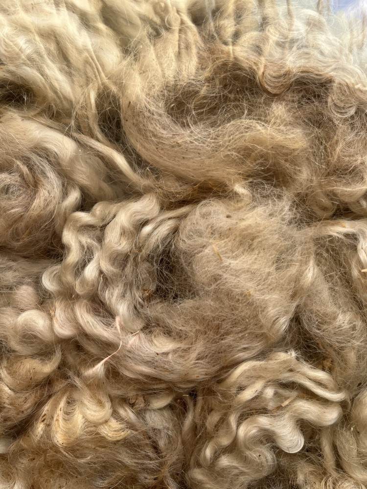 Cotswold Wool Locks