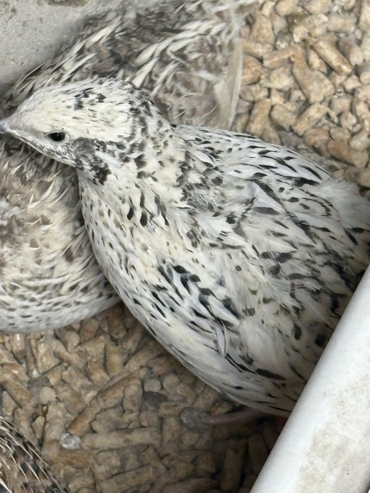 Coturnix hatching eggs unique colors 15 hatching eggs