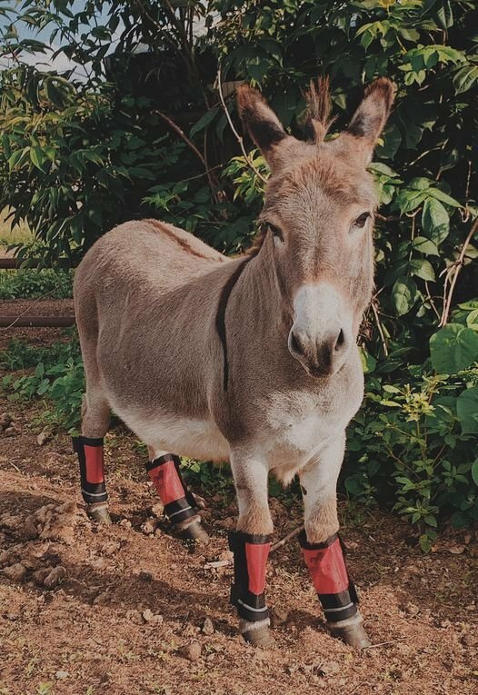 WARRIOR HORSE FLY BOOTS - Set of 4