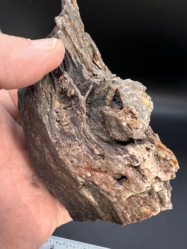 Ball Ranch Petrified Wood D3