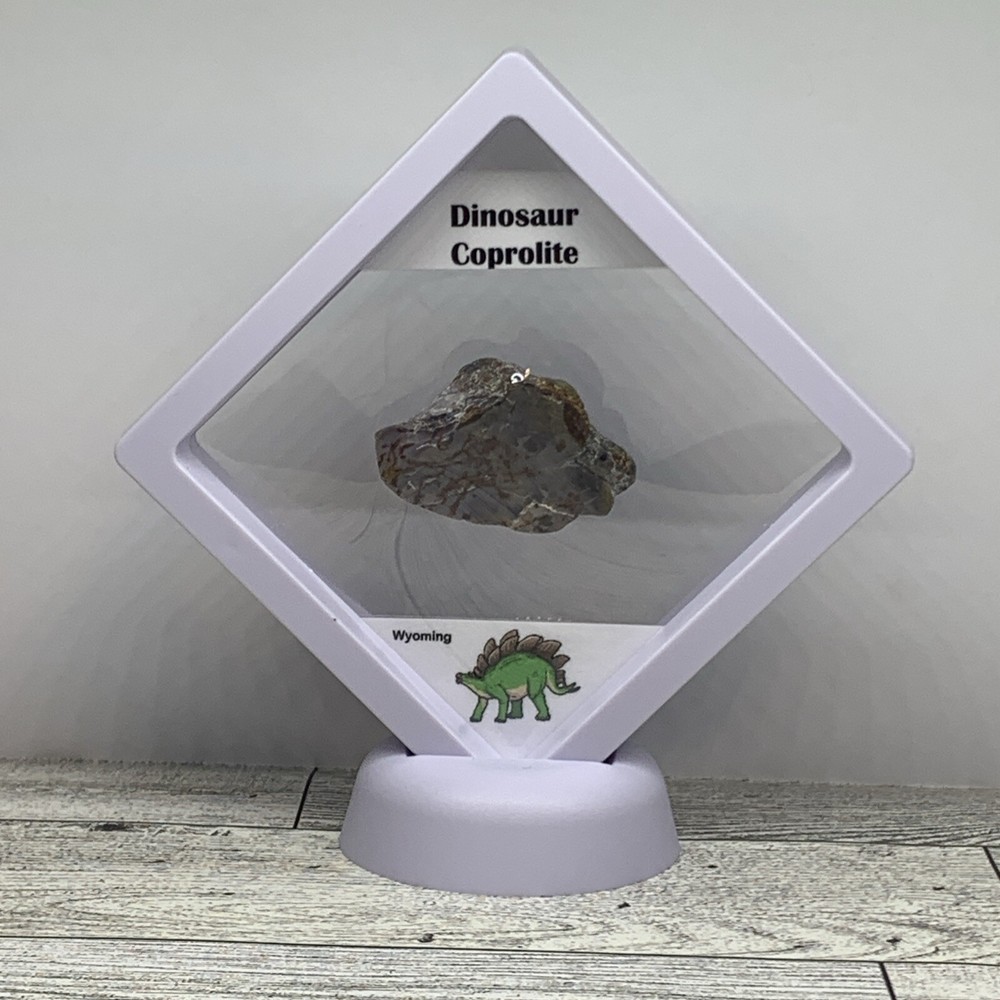 Dinosaur Coprolite (poop) Polished in Display Case