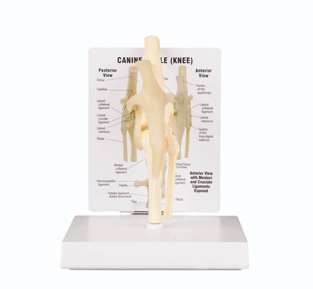 Dog Knee Joint Model Bone Animal Bone Specimen Veterinary Teaching Tools