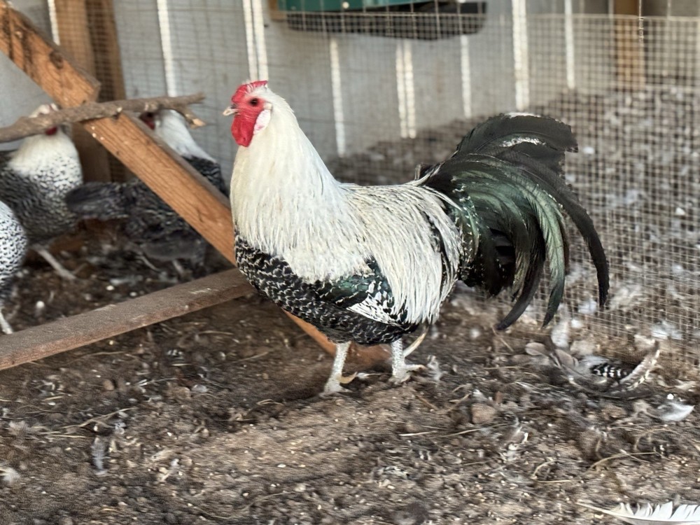 6+ SUPER RARE Silver Deathlayer Chicken fertile hatching eggs