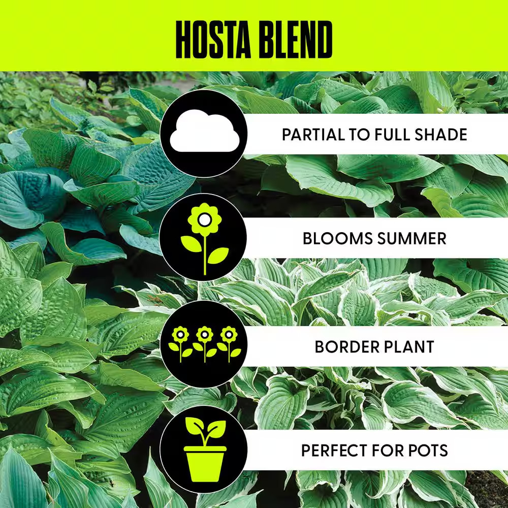 Hostas Premium Blend Roots (6-Set)