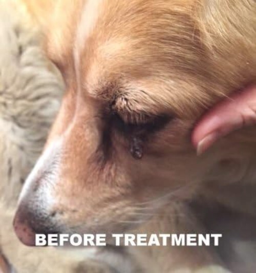 30ml Natural Dog Wart & Papilloma Solution - Easy, Painless Application