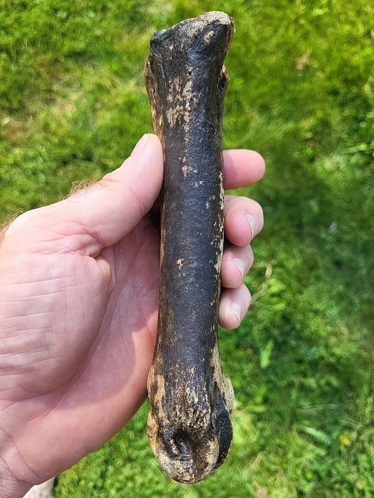 Bison metacarpal Historic bison foot bone