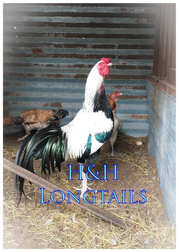 6 ASSORTED longtail Chicken hatching eggs L@@K!