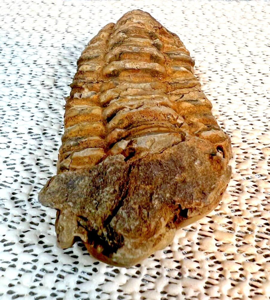 Fossilized Trilobite from Morocco.  82 grams