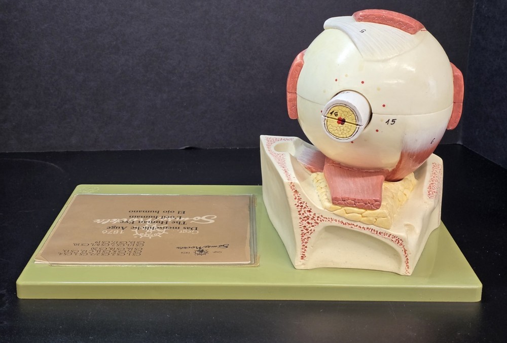 SOMSO Anatomical Model Human Eye On Base Germany Oddity & Curiosities Teaching
