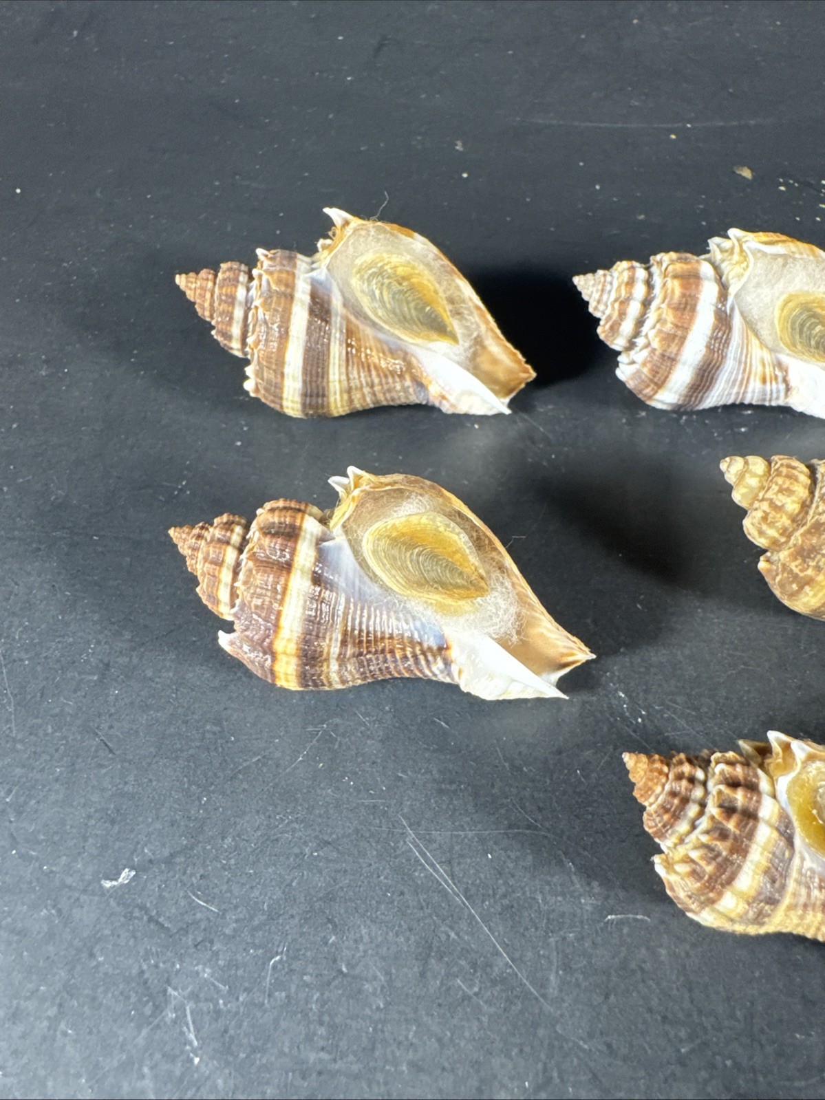 Melongena corona. Collected in Florida Lot Of 5 W/O 36mm To 52mm