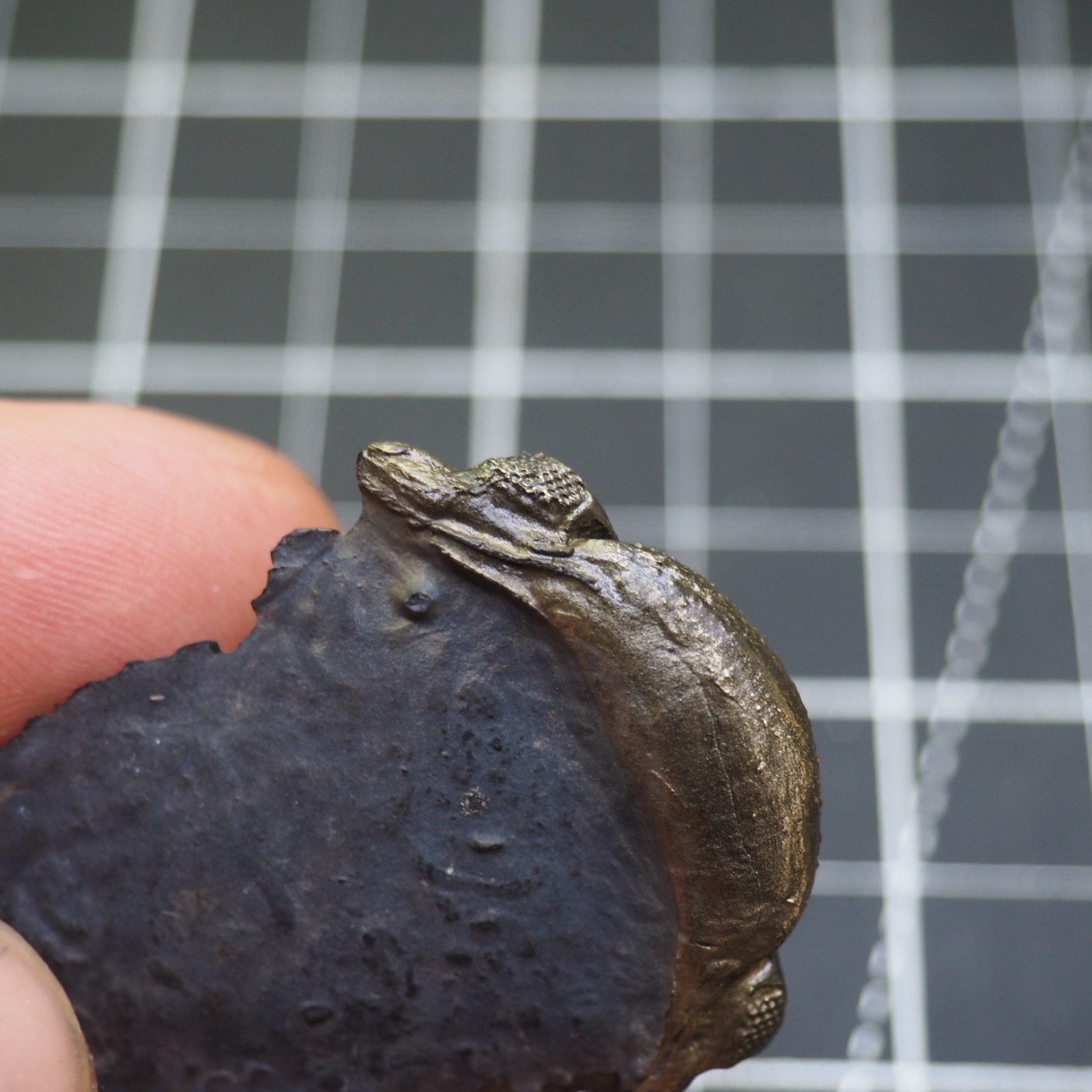 Chotecops ferdinandi Pyrite Trilobite Bundenbach Germany Fossil Devonian