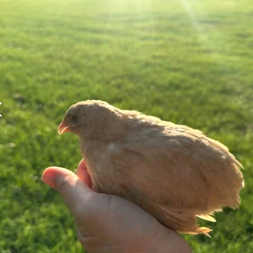 12+ Celadon Blue Coturnix Quail Hatching Eggs - 100% True Blue