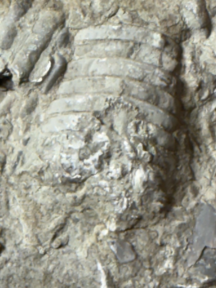 fossil slab, multiple specimens, natural matrix rock, 16 cm plate